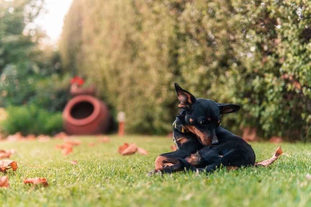 Здоровое питание способно влиять на то, сколько живет пражский крысарик