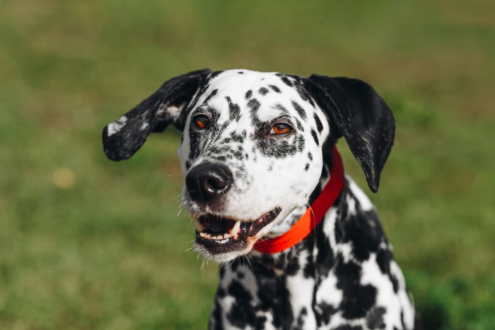 Профилактика влияет на то, сколько живут далматинцы