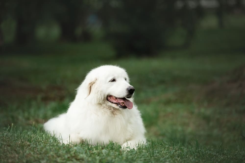 Маремма-абруццкая овчарка нуждается в воспитании