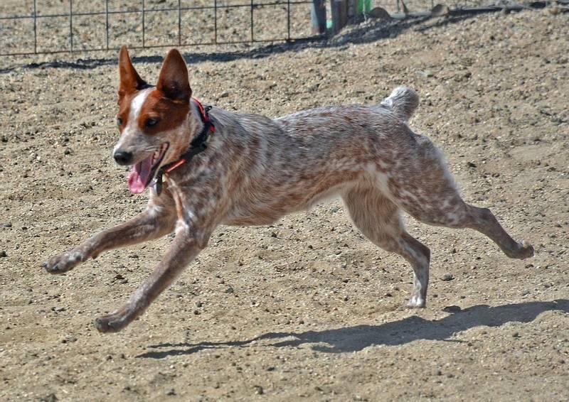 Воспитание джамен кули