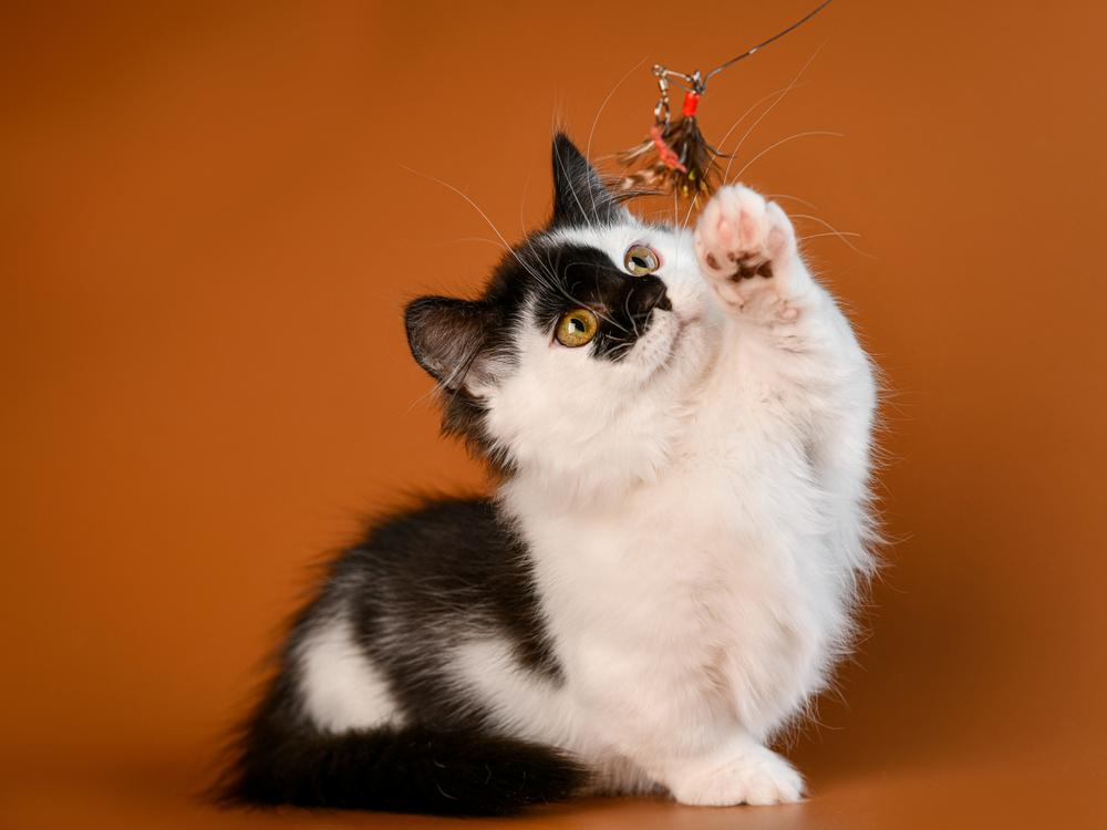 Как выбрать котенка манчкина