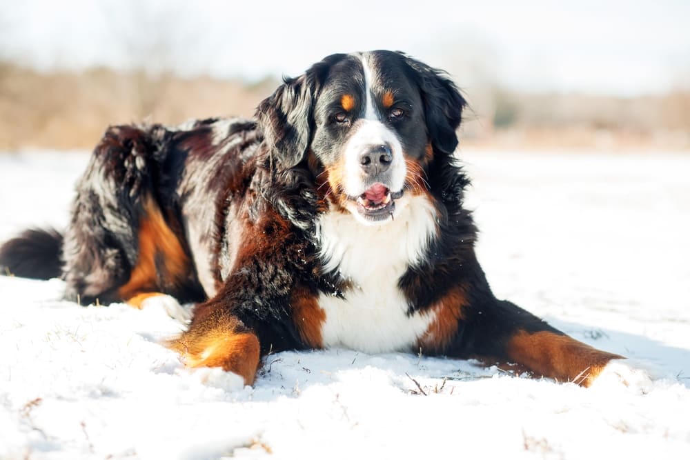 Бернский зенненхунд нуждается в обучении