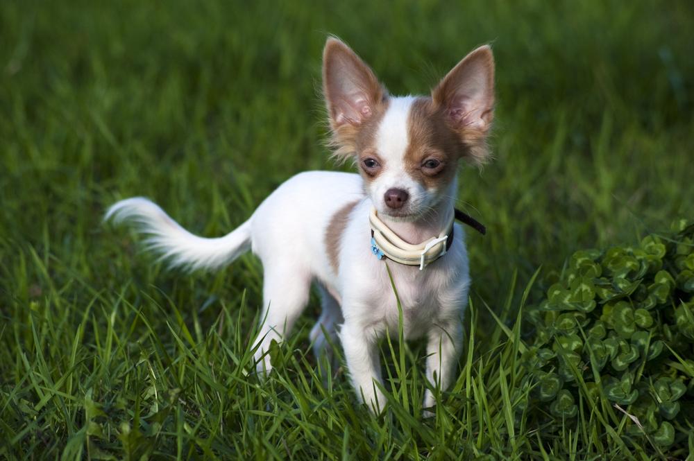 Самые редкие и дорогие окрасы чихуахуа: изабелловый с белым