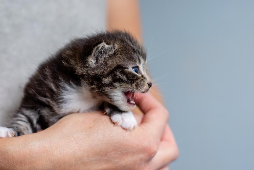 Причины синдрома пловца у котят