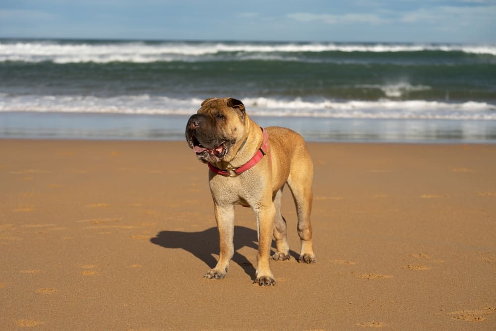 Рацион влияет на то, сколько живут шарпеи