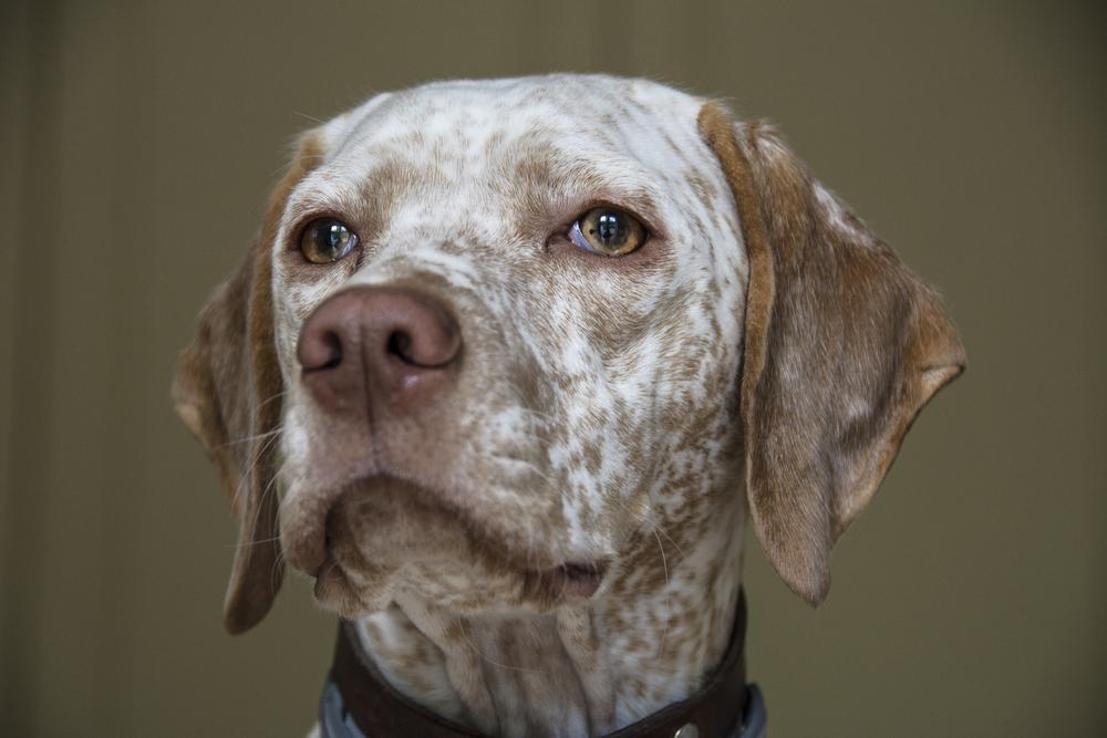 Здоровье и болезни бурбонского бракка