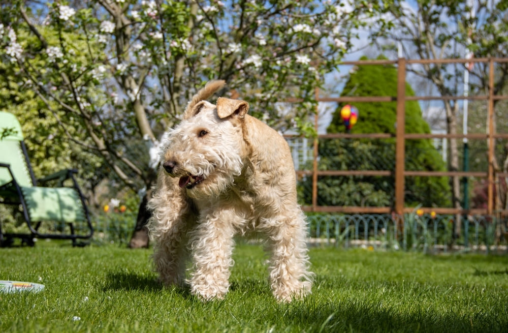 Лейкленд-терьер отличается активностью