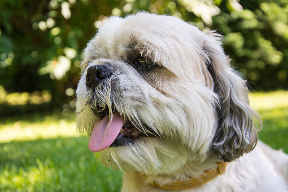Уход влияет на то, сколько проживет ши-тцу