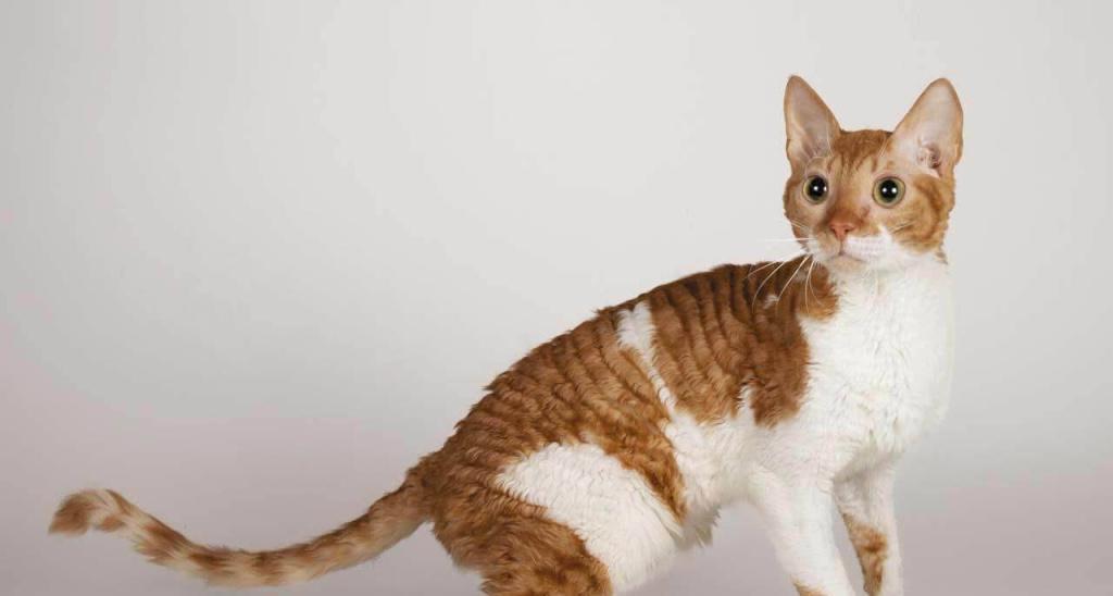 Породы кошек с необычной короткой шерстью: уральский рекс Породы кошек с необычной короткой шерстью: уральский рекс