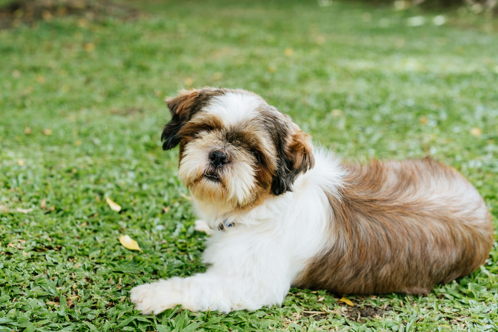 Вязать ши-тцу с течкой можно не раньше возраста 18 месяцев
