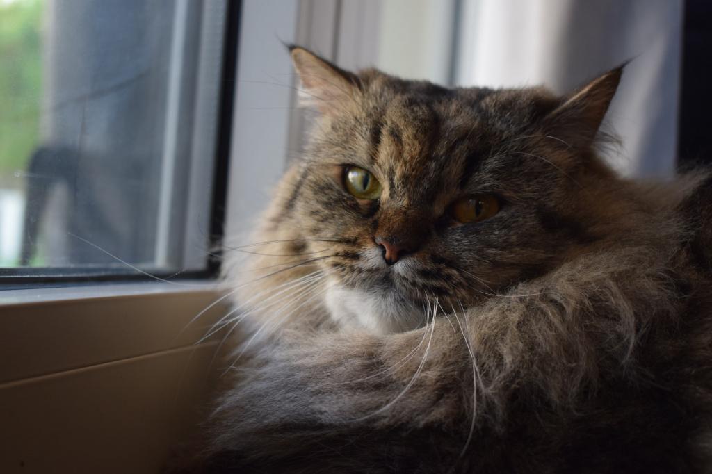 Уход и гигиена кошки при заражении власоедами Уход и гигиена кошки при заражении власоедами