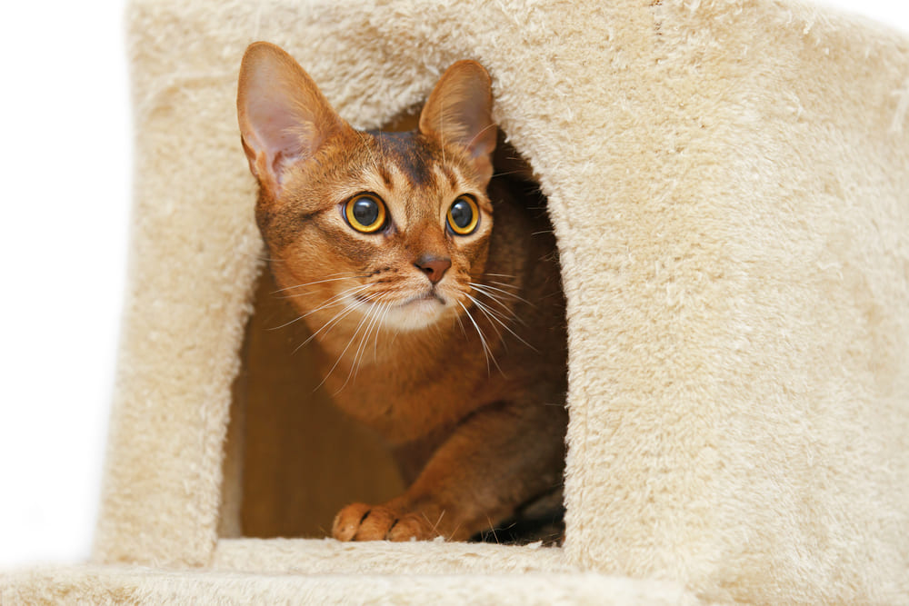 Рацион влияет на то, сколько живет абиссинская кошка