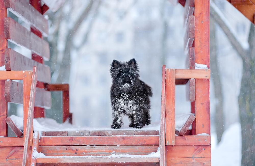 Выгул и активность керн-терьера