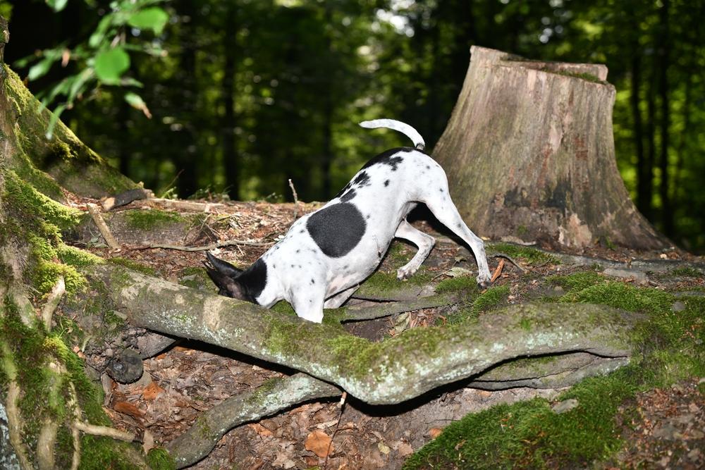 Воспитание и дрессировка валенсийского ратера