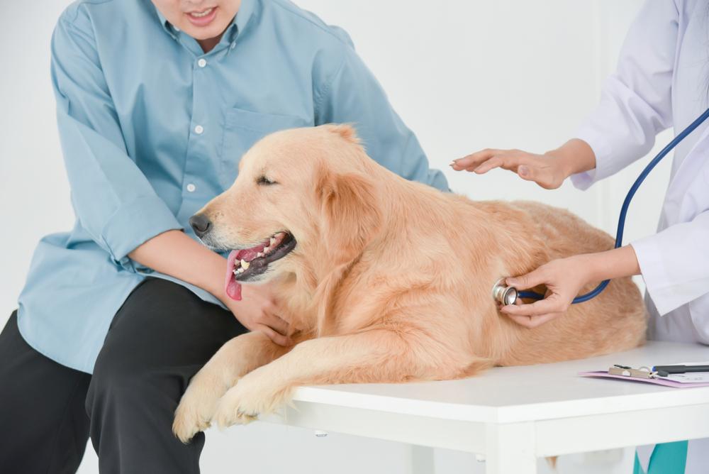 Диета для собак с хронической почечной недостаточностью