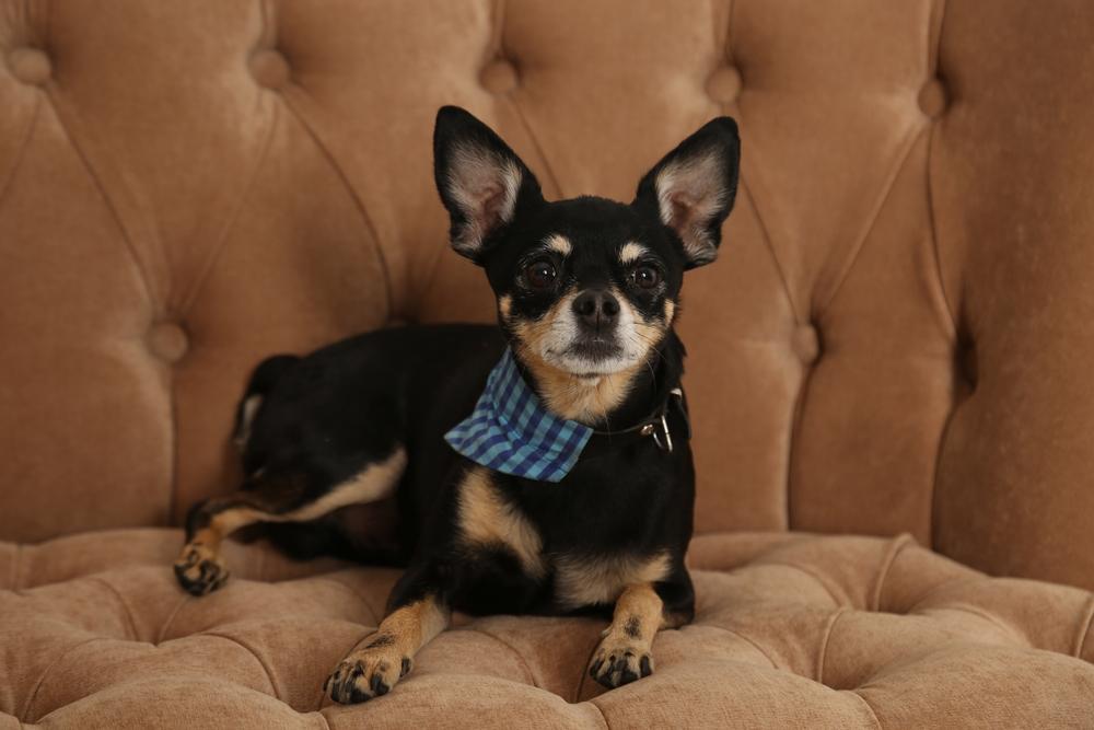 Правила поведения той-терьера в доме Правила поведения той-терьера в доме