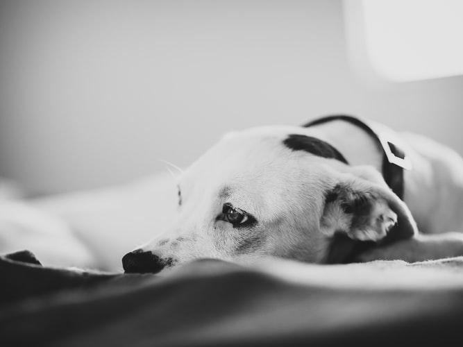 Лечение свища у собак дома