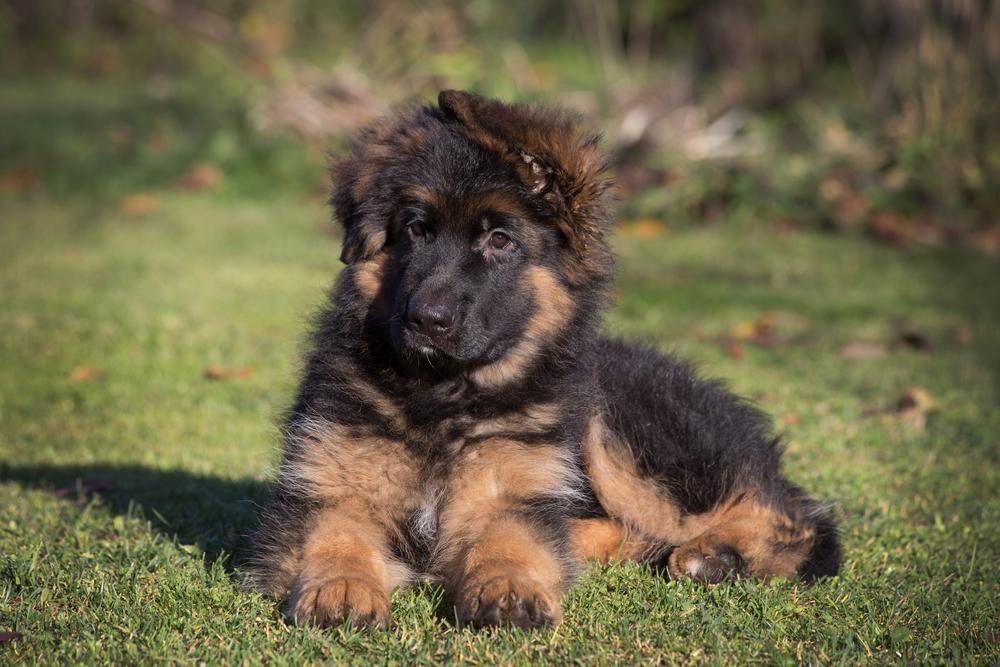 Как отличить щенков немецкой овчарки от дворняги?