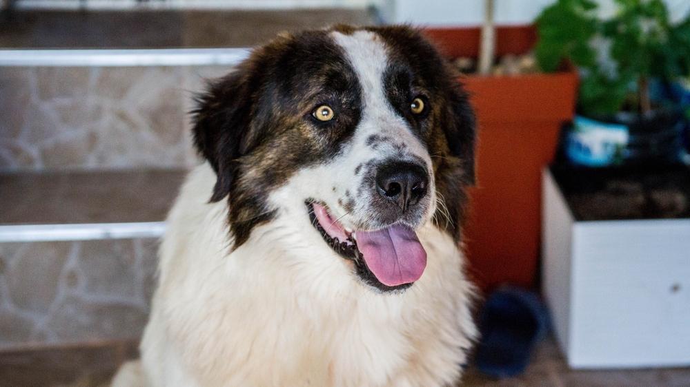 Характер болгарской овчарки