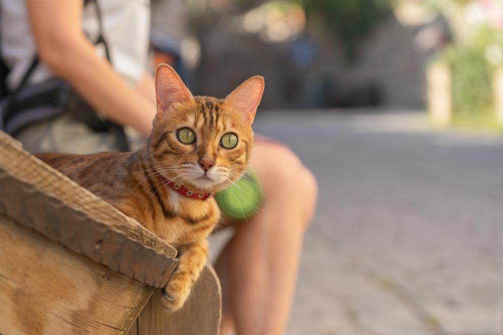 Кошка ходит за хозяином из-за тревоги Кошка ходит за хозяином из-за тревоги