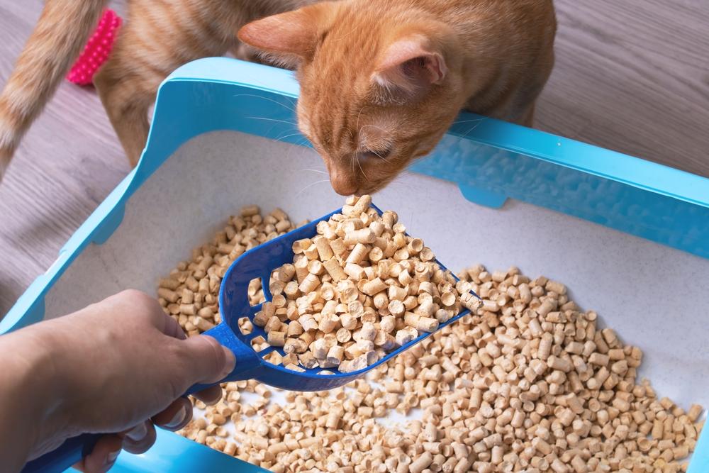 Как пользоваться древесным наполнителем для кошачьего туалета