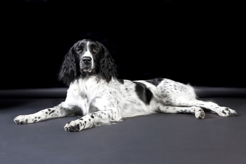 Так выглядит большой мюнстерлендер