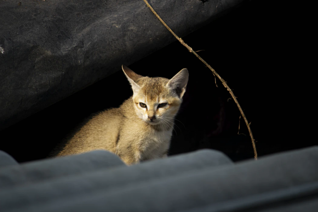 Возбудитель туберкулеза у кошек Возбудитель туберкулеза у кошек