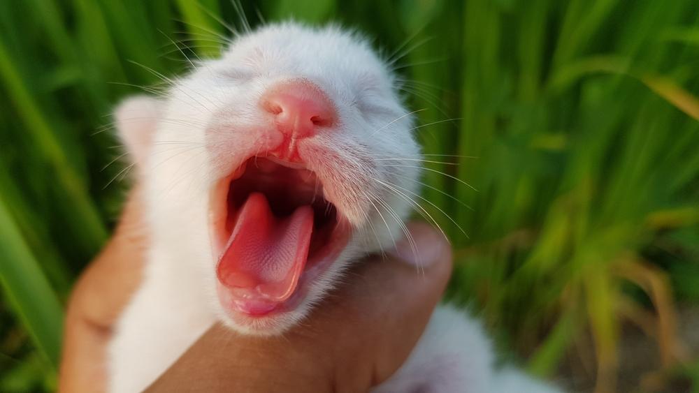 У кошки пропал голос из-за аллергии У кошки пропал голос из-за аллергии