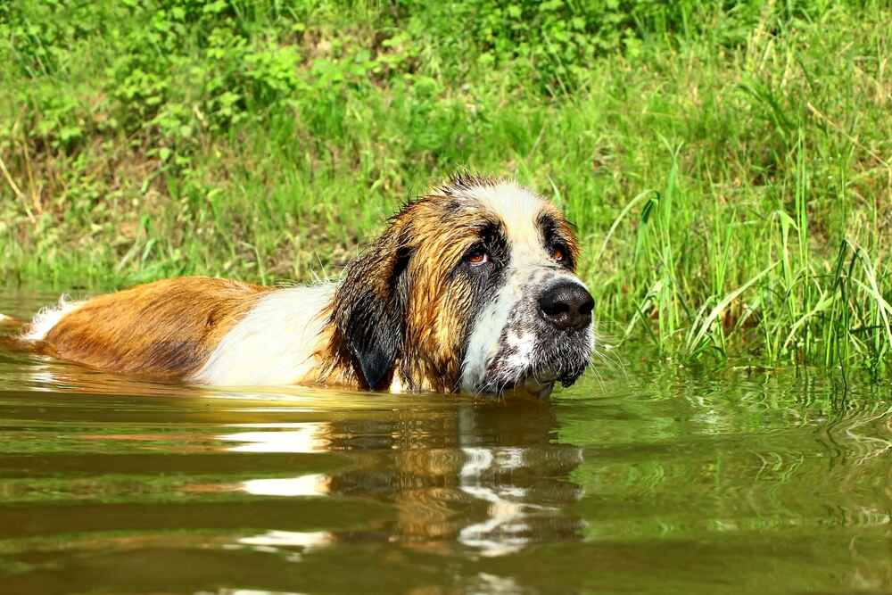 Московских сторожевых сравнивают с сенбернарами