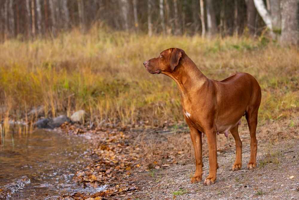 Какой характер у риджбека?