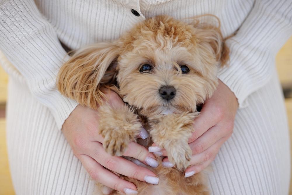 Существует ли аллергия на мальтипу?