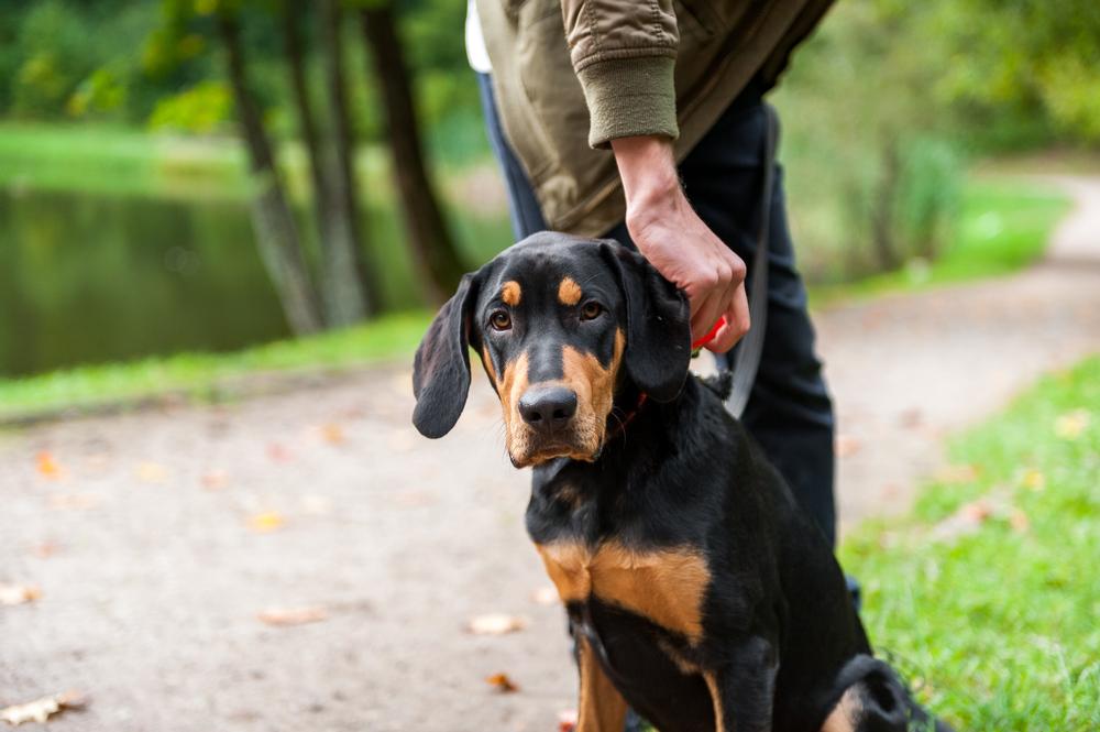 Уход за литовской гончей