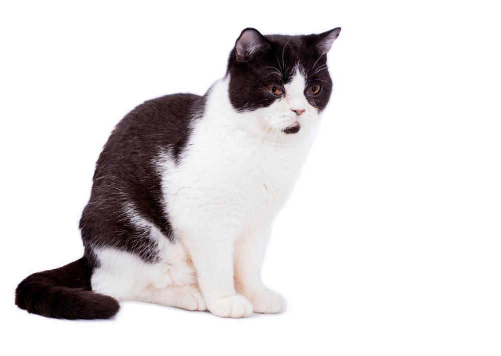 Окрасы шотландских кошек с белым цветом: арлекин