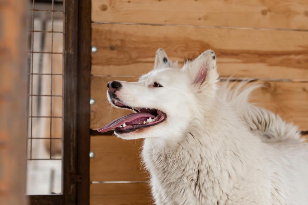 Разрешенные FCI окрасы хаски: сплэш коат Разрешенные FCI окрасы хаски: сплэш коат