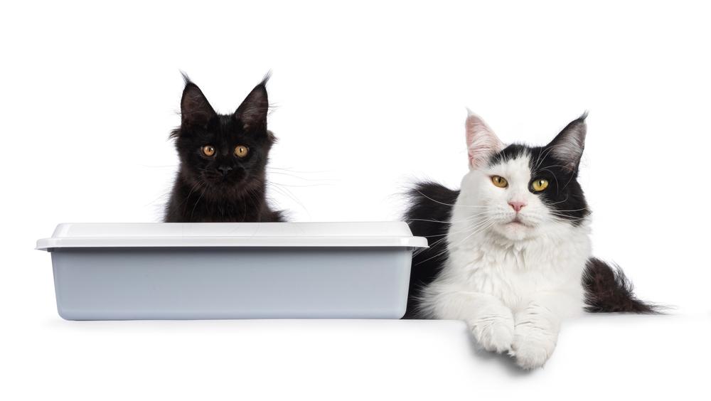 Приучение мейн-куна к лотку Приучение мейн-куна к лотку