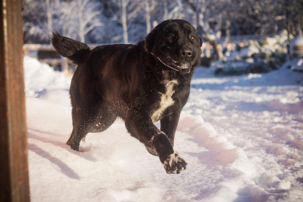Какой характер у черной собаки породы алабай?