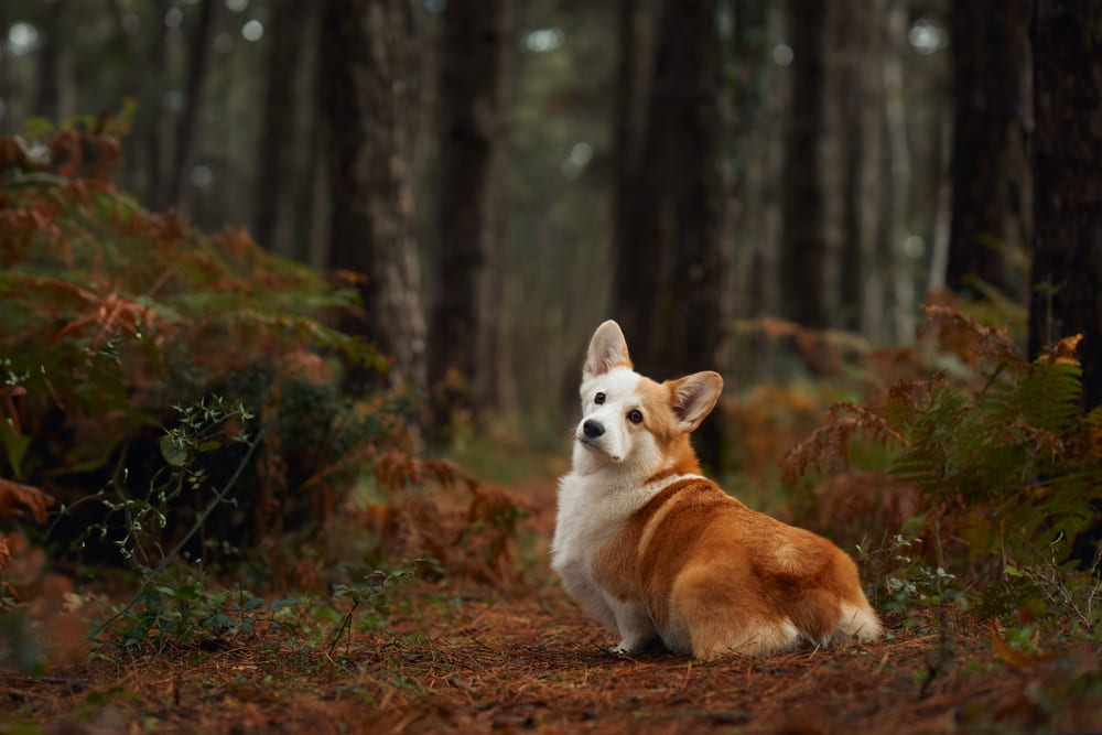 У корги могут обнаруживаться болезни, связанные с мутацией генов