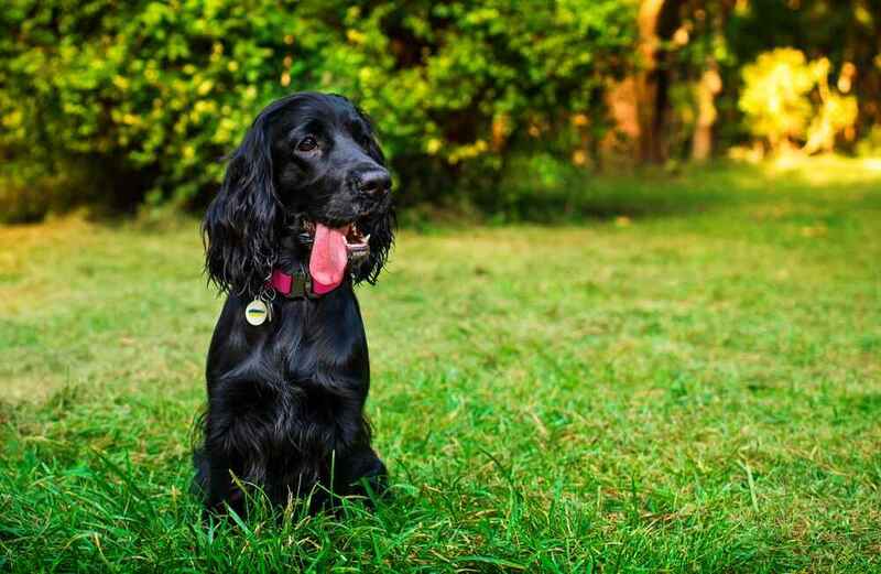 Вес кобеля и суки английского кокер-спаниеля различается