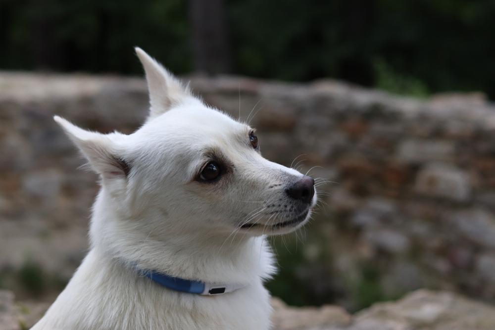 уход за норвежским бухундом