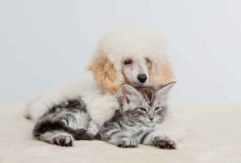 Как выбирать пуделя?