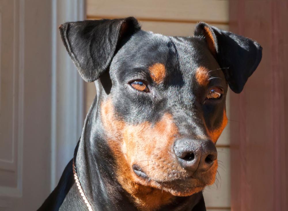 профилактика заболеваний у немецкого пинчера