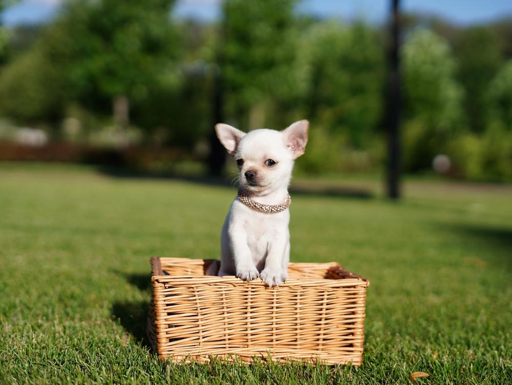 Как ухаживать за белыми чихуахуа?