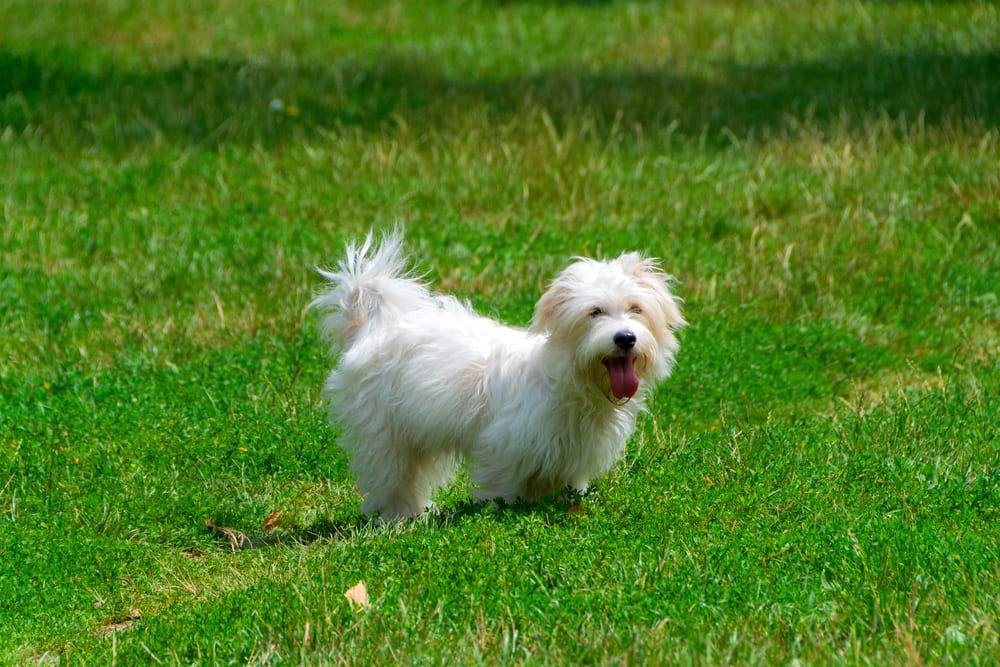 Котон-де-тулеар спокойно относится к другим питомцам
