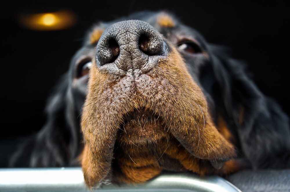 Глаза сеттер-гордона протирают по мере необходимости