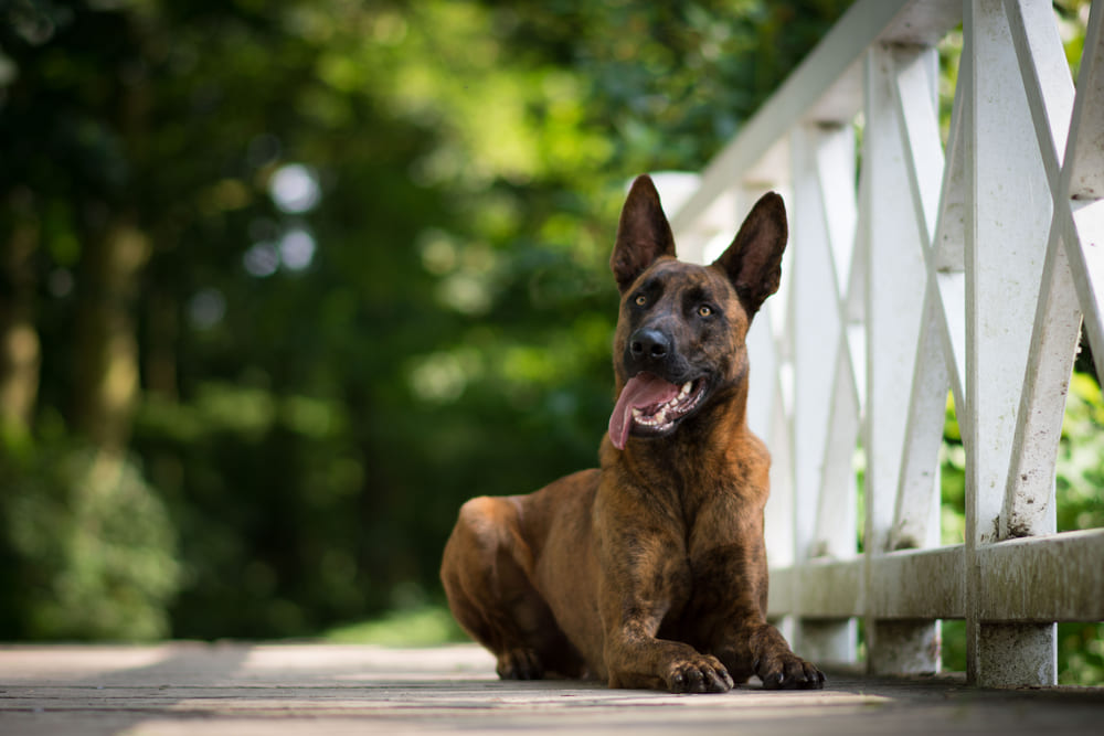 Кормить хердера нужно по графику