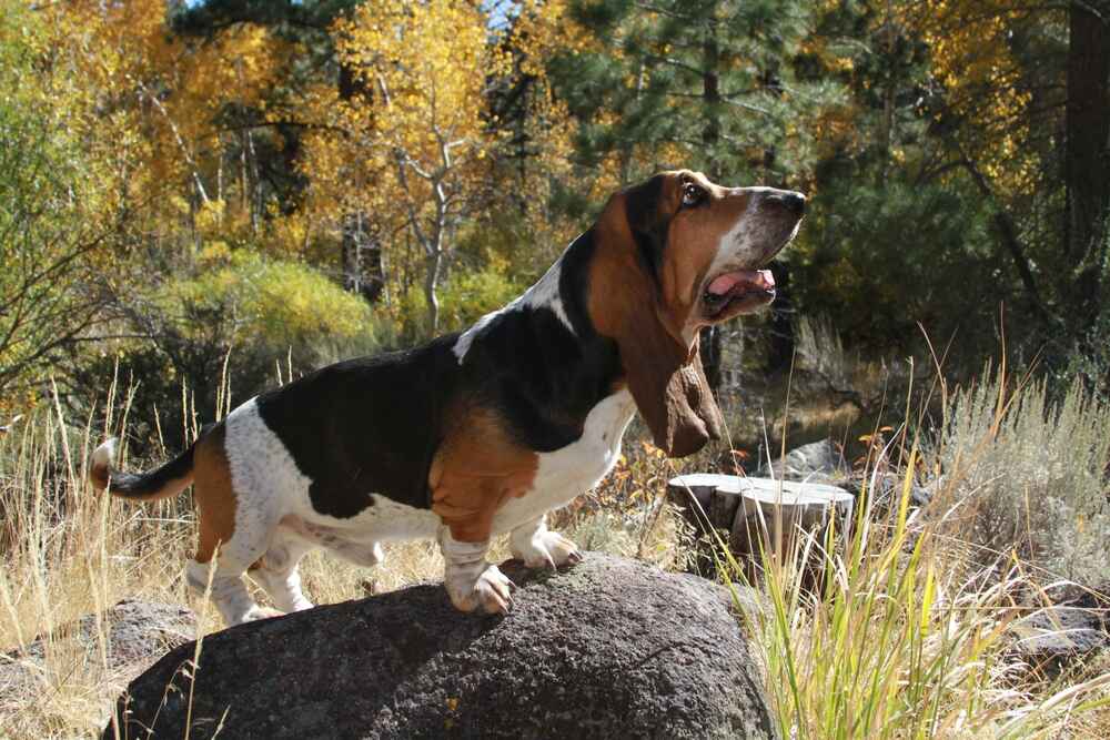 Профилактические меры влияют на то, сколько проживет бассет-хаунд