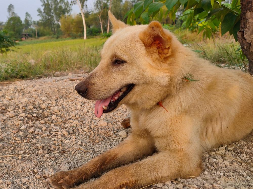 Здоровье и болезни кан де паллейро