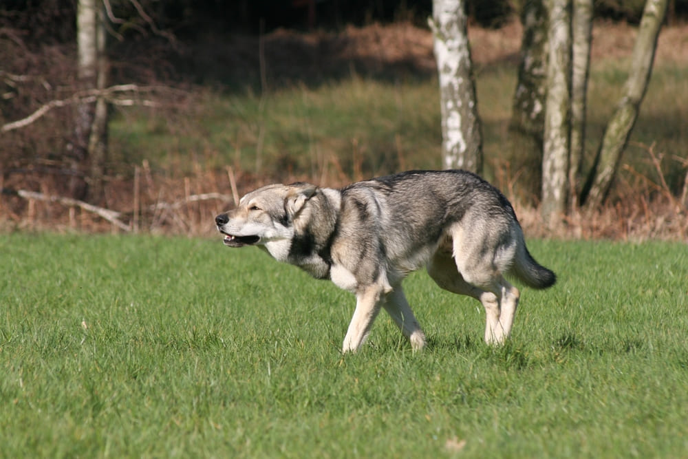 Волчья собака Сарлоса нуждается в дрессировке