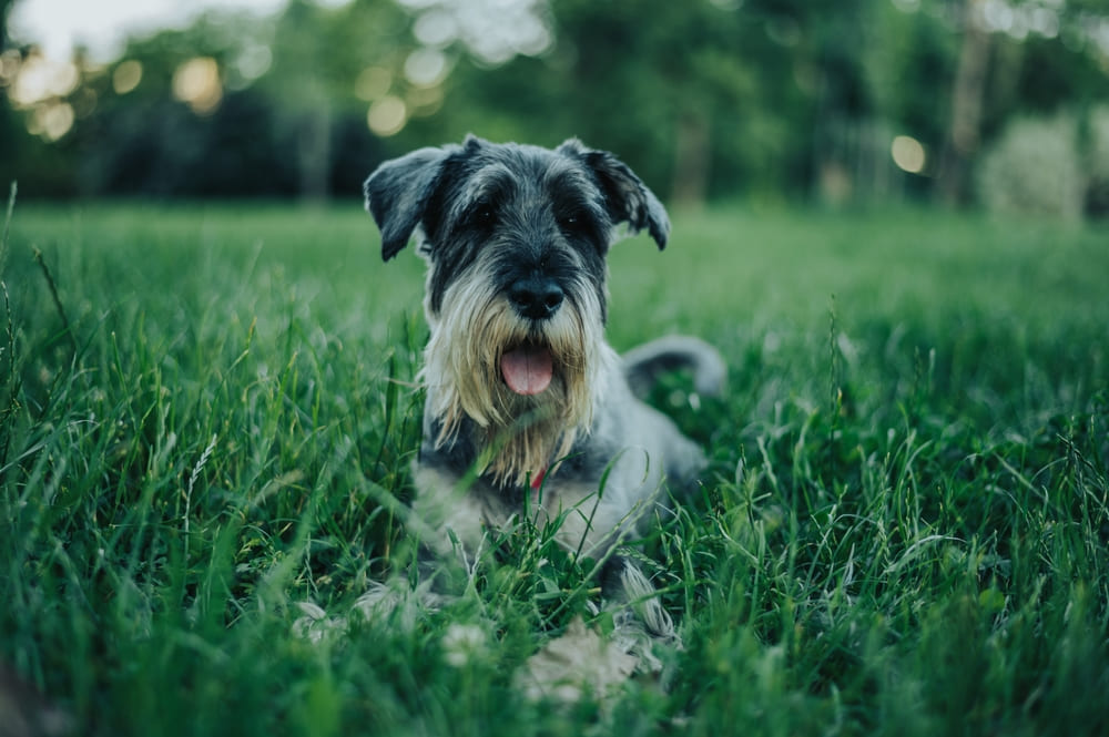 Хозяину важно знать, когда начинается течка у цвергшнауцера