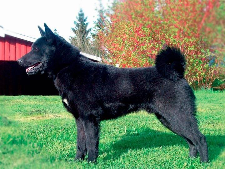 Внешность лосиной лайки